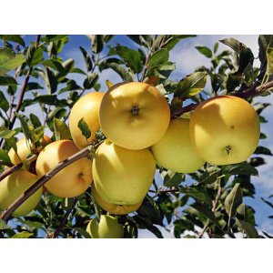 Jabloň domáca (Malus domestica) ´GOLDEN DELICIOUS´ - zimná, výška 300-350 cm, obvod kmeňa 35/40 cm, kont. C285L